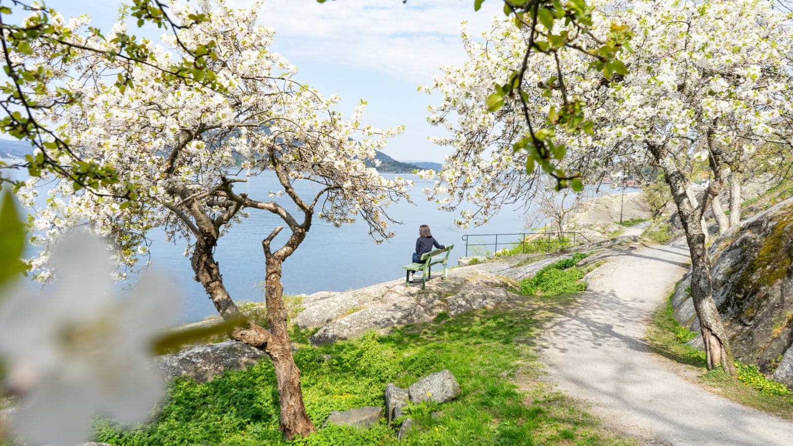 Kirsebærblomstring i en park og en jente som sitter på en benk